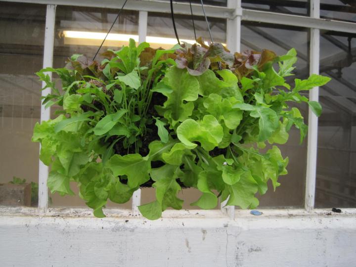 How To Grow Your Own Salad Greens The Old Farmers Almanac